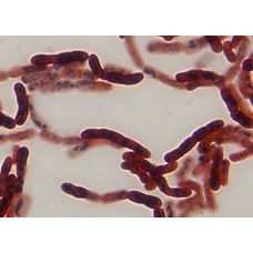 Bacterial Culture - Bacillus megaterium
